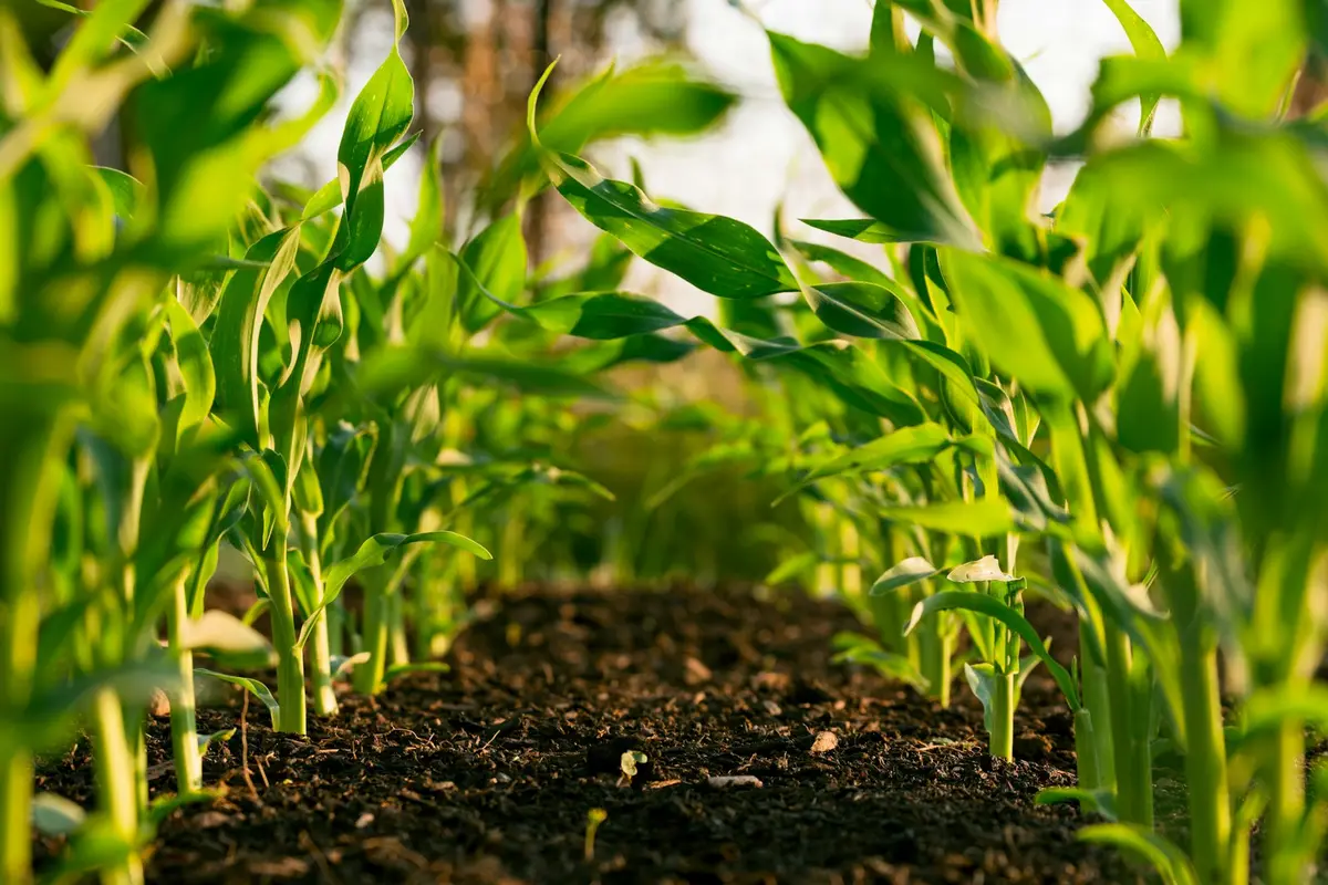 Riego agrícola y bombeo solar